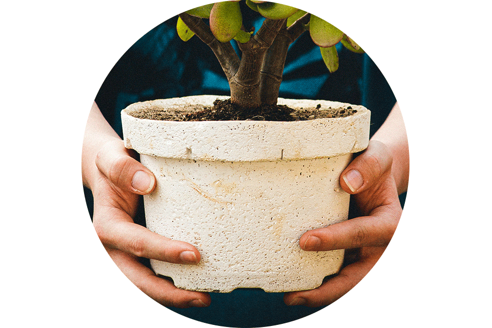 hands holding a suculent bonsai tree on pot