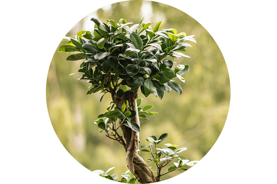 Bonsai Ficus tree example