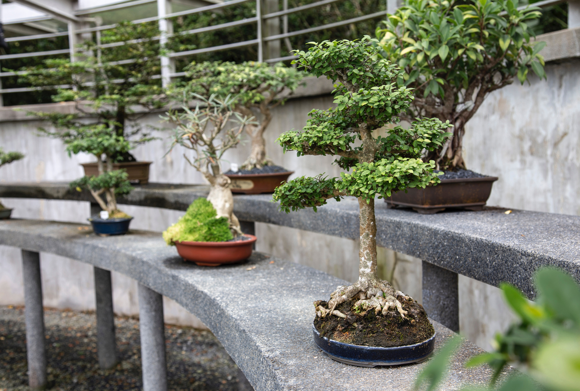 bonsai species exposition