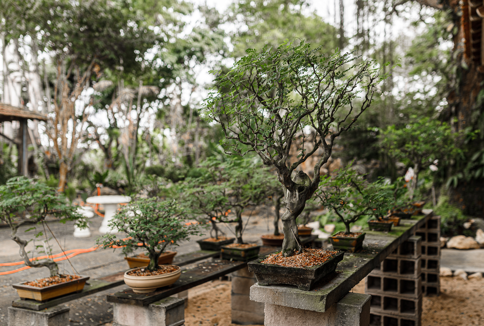 outdoor bonsai species in pot