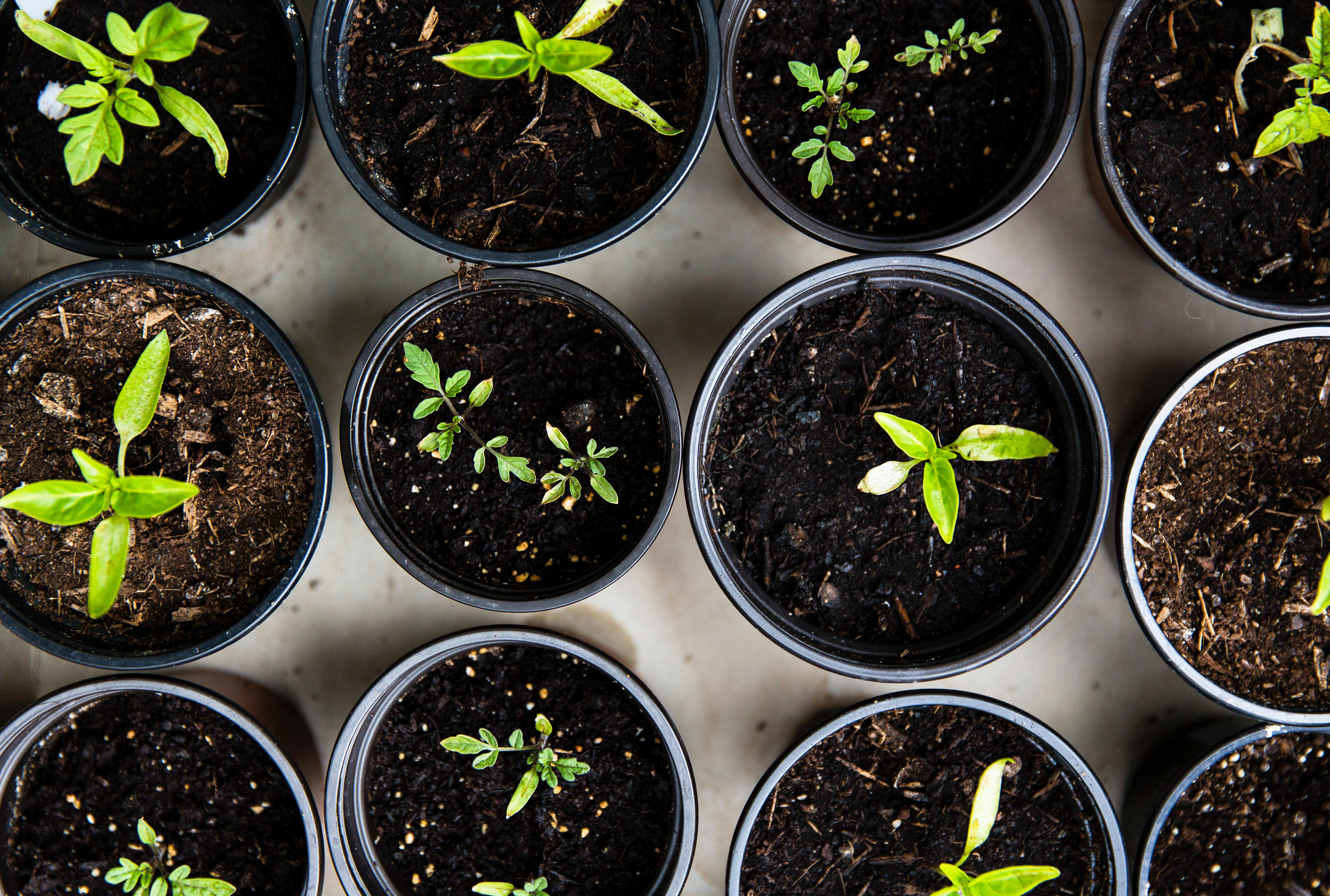 small pots with and soil from cenital view