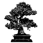 logo bonsai tree