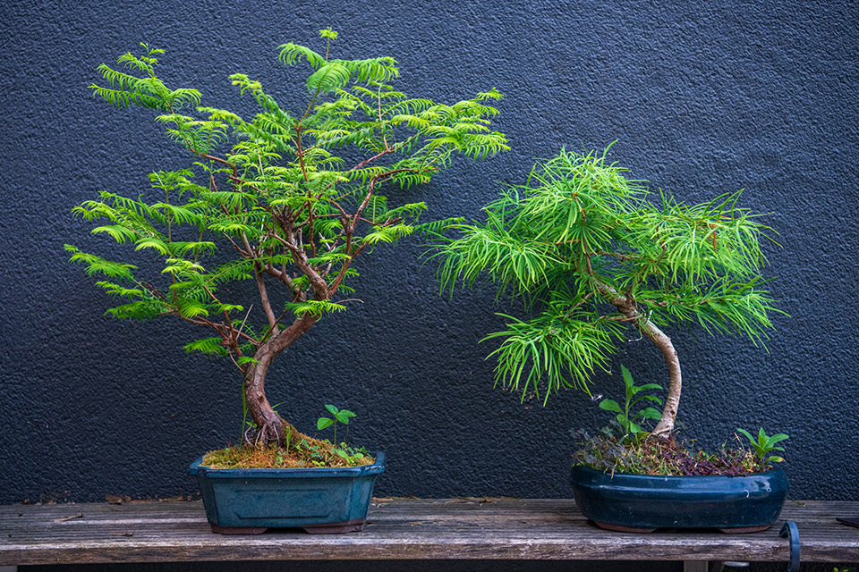 2 bonsai different species in pot