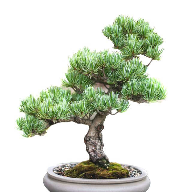 Juniper outdoor Bonsai tree on pot