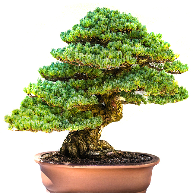 Maple outdoor Bonsai tree on pot