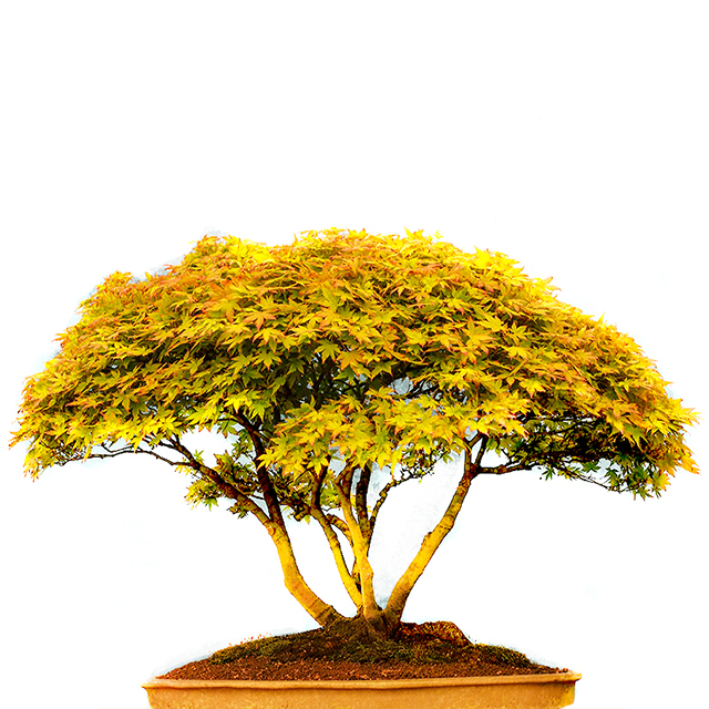 Acer outdoor Bonsai tree on pot