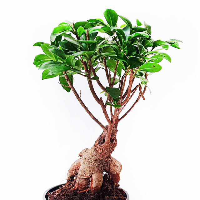 Bonsai Ficus tree on pot