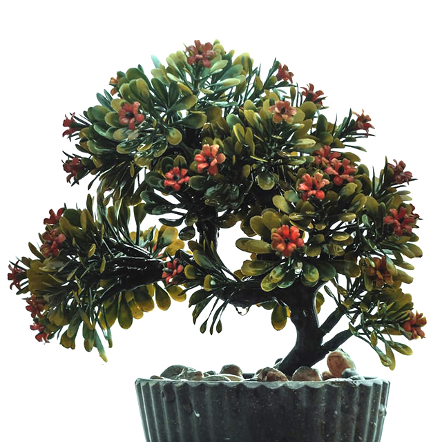 Suculent bonsai tree in pot