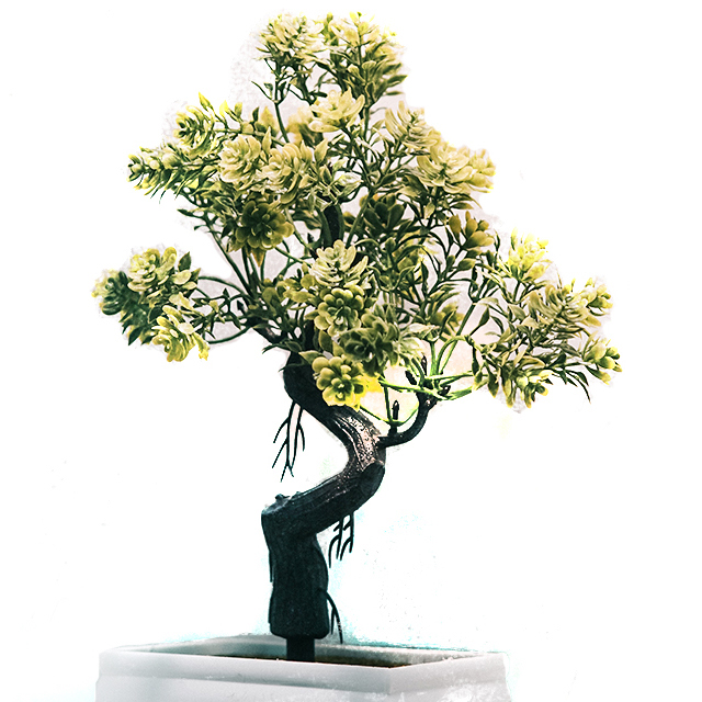 Bonsai Jade Tree in vase