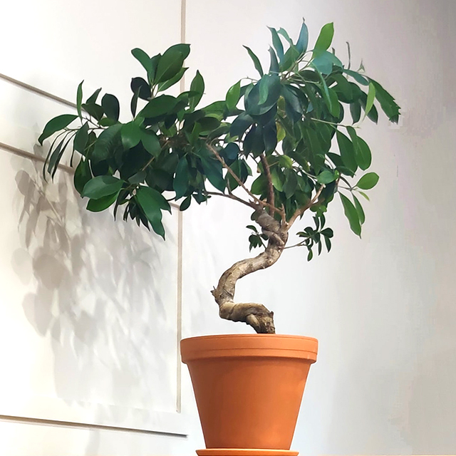 indoor ficus bonsai in pot