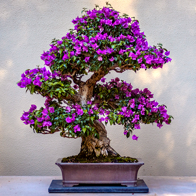 outdoor purple azalea bonsai in pot