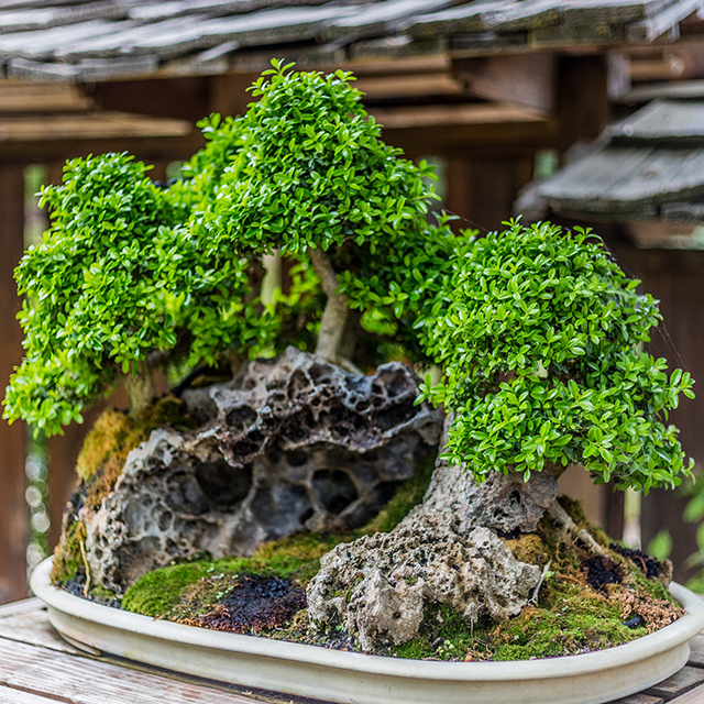 outdoor century juniper bonsai in pot