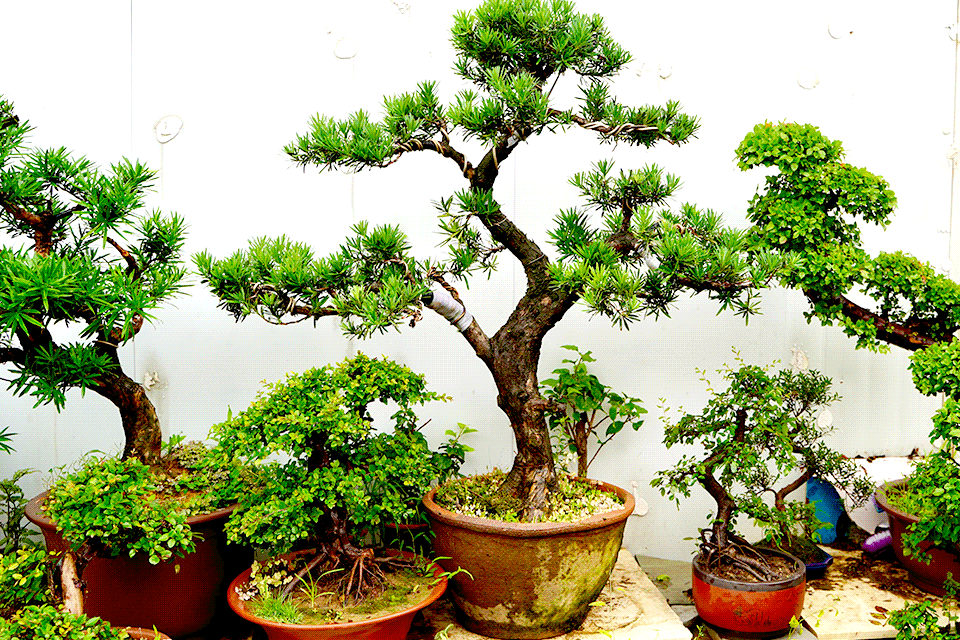 differents species of bonsai tree